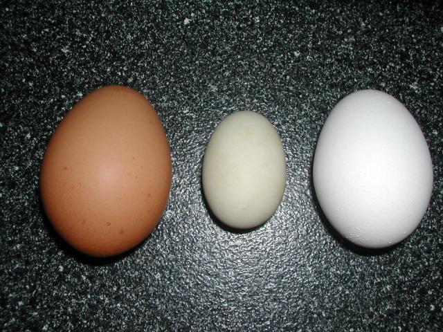 86163_babies_first_egg.jpg