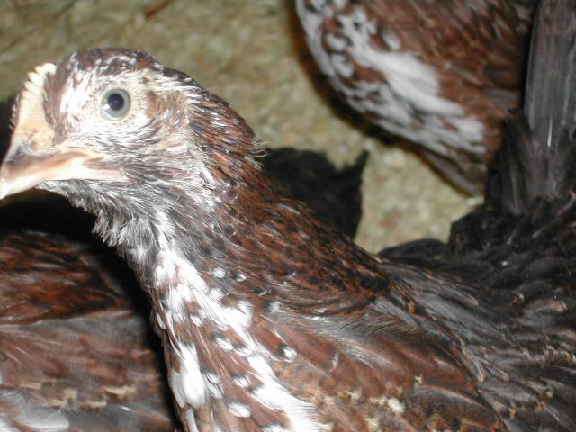86163_chicks_feathers.jpg