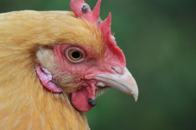 86177_chickenpox.jpg