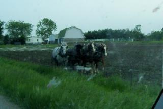 8621_pulling_horses.jpg