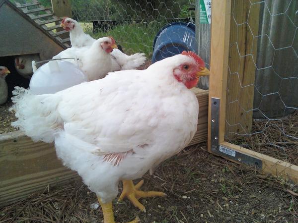 86231_chicken.jpg