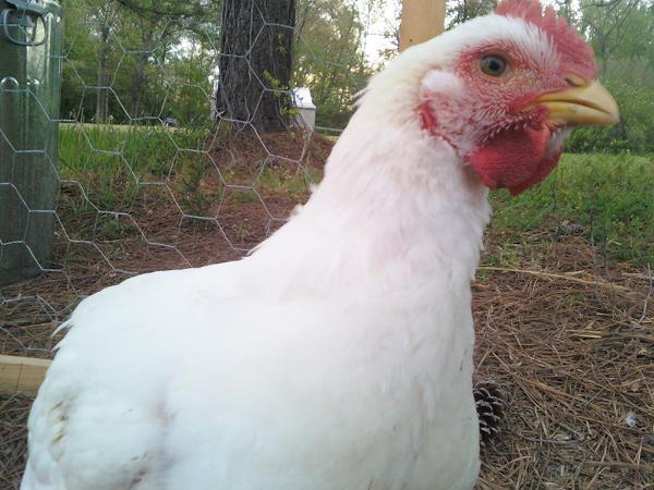 86231_chicken1.jpg
