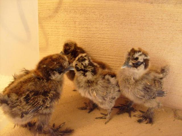 86287_6-chicks.jpg