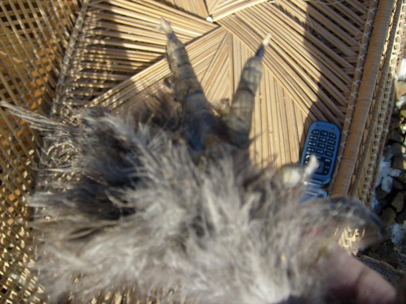 86287_cockerel6.jpg