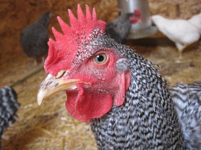 86312_chickens_sept_2011_033.jpg