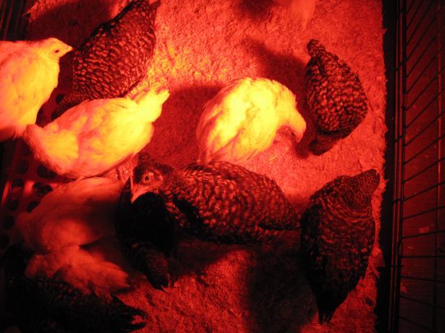 86312_chicks_day_one_012.jpg