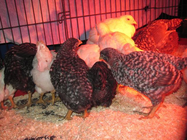 86312_chicks_day_one_015.jpg