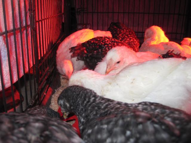 86312_chicks_day_one_016.jpg