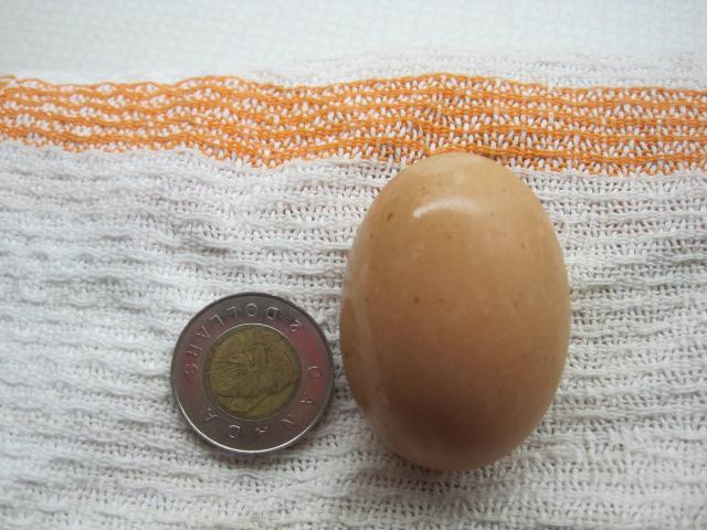 86312_our_first_egg_oct_11_2011_003.jpg