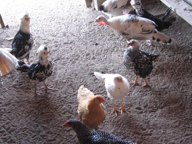 86313_chickens_2_006.jpg