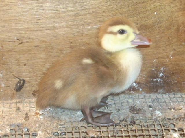 8631_chicken2_001.jpg