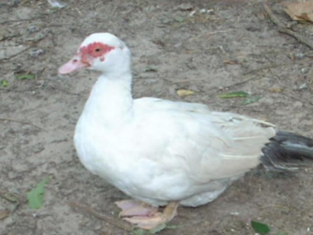 8631_chicken2_072.jpg