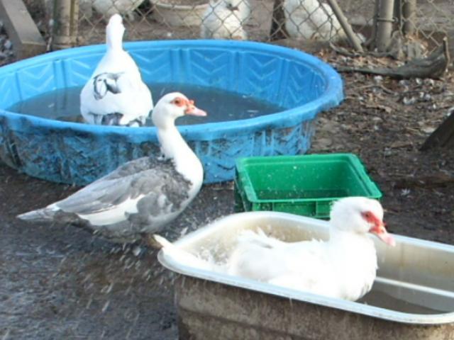 8631_chicken_004.jpg