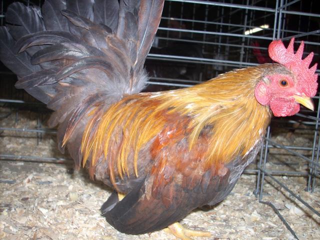 8631_chicken_104.jpg