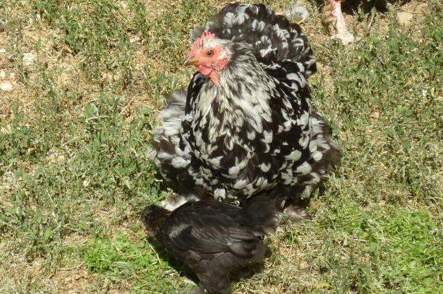 86334_oreo_and_chick_july_8_2011_015.jpg