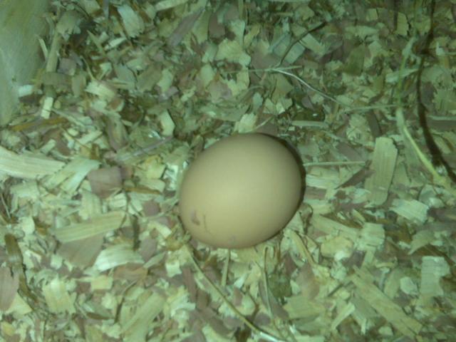 86360_3rd_egg.jpg