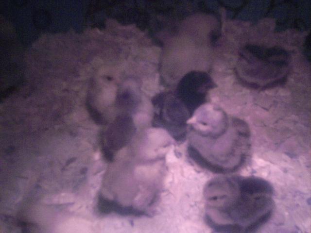 8639_chickens_baby_chicks_089.jpg