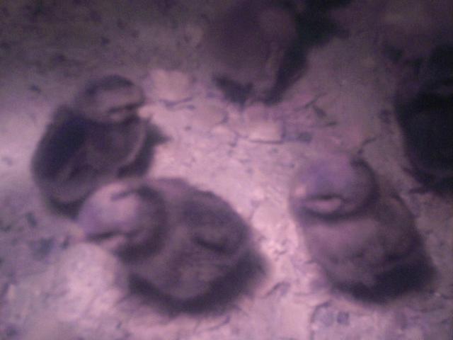 8639_chickens_baby_chicks_090.jpg