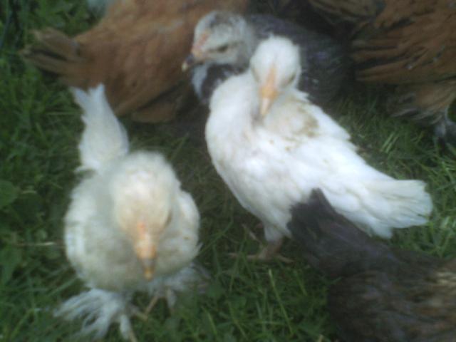 8639_chickens_baby_chicks_etc_029.jpg