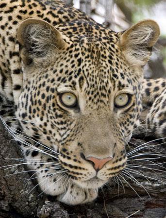 8639_leopard.jpg