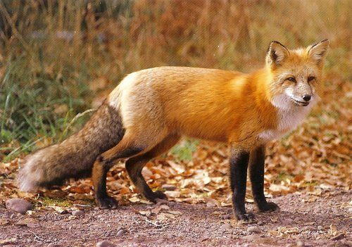 8639_red_fox.jpg