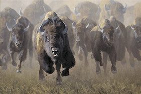 8639_stampede_of_buffalos.jpg