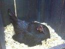 86414_bumble_on_eggs.jpg