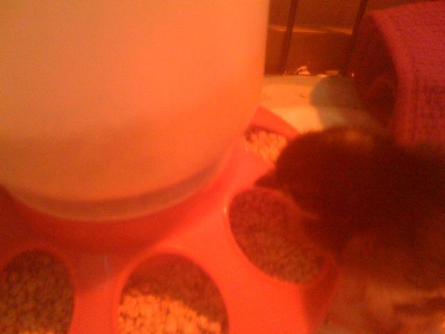 86430_marans-chick.jpg