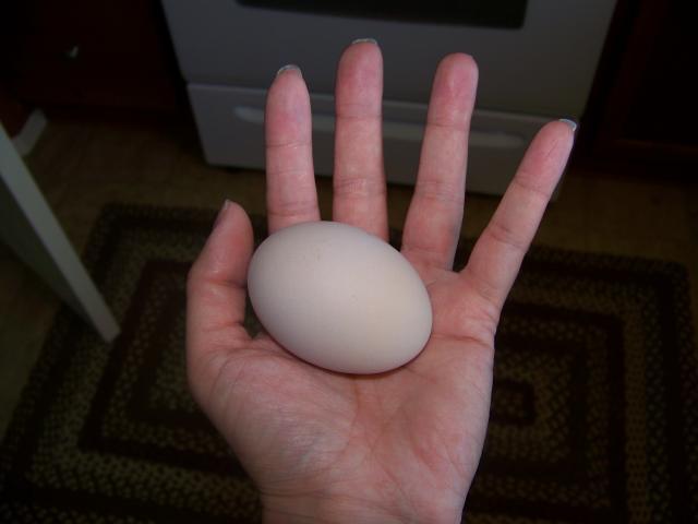 86468_egg_003.jpg