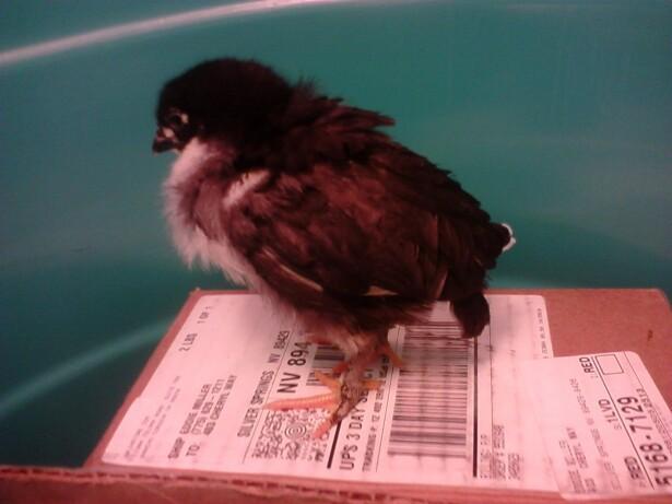 86513_chick1.jpg