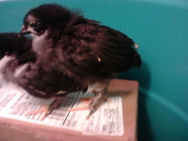 86513_chick2.jpg