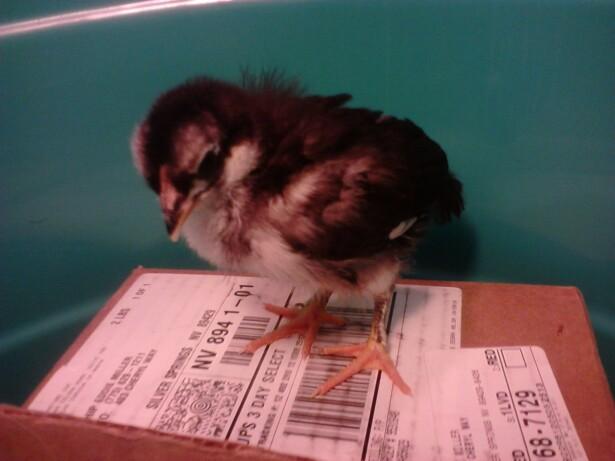 86513_chick5.jpg