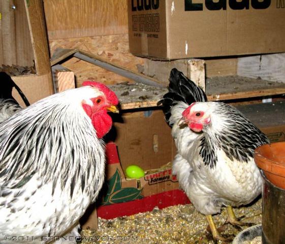 86534_chicken-hen-rooster-eggbox.jpg