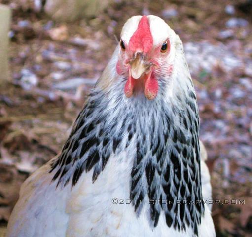 86534_chicken-hen.jpg