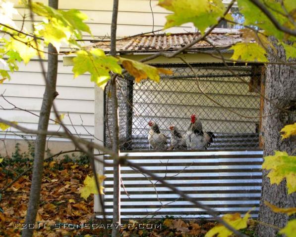 86534_chickens-coop-1.jpg