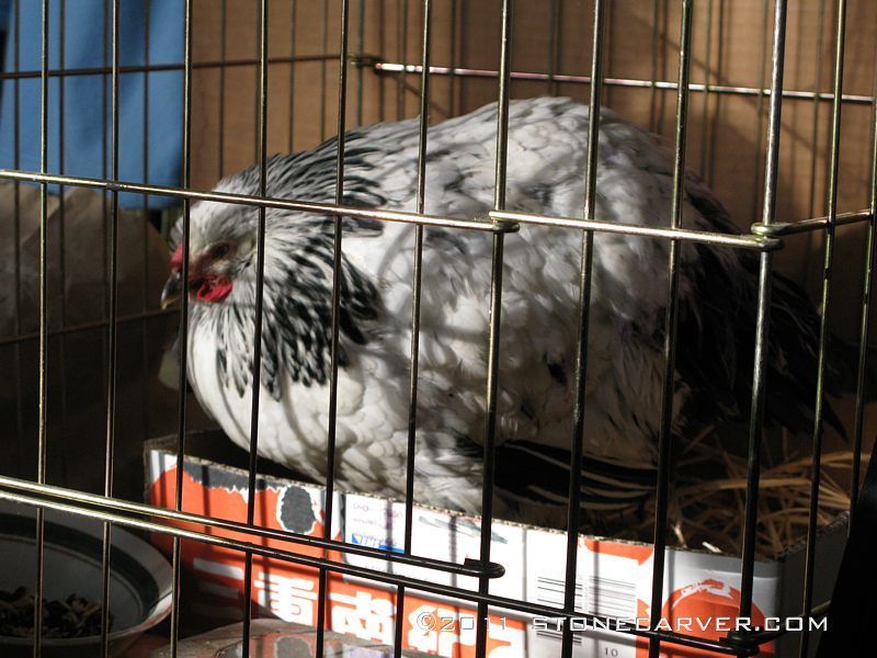 86534_dottie-recovery-fluffy.jpg
