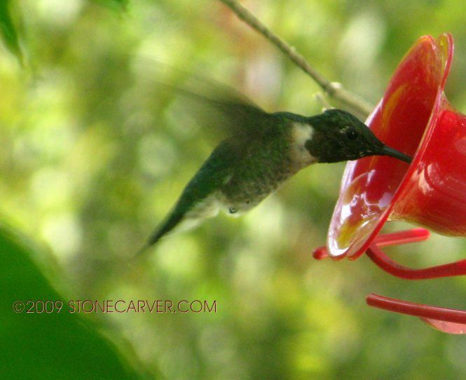 86534_hummingbird1.jpg