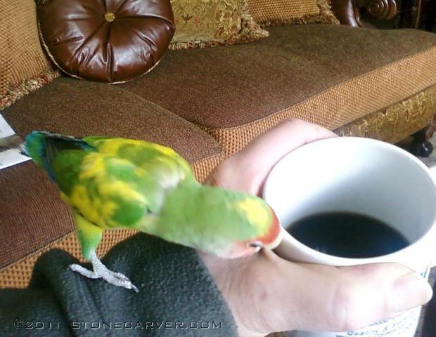 86534_lovebird-coffee.jpg