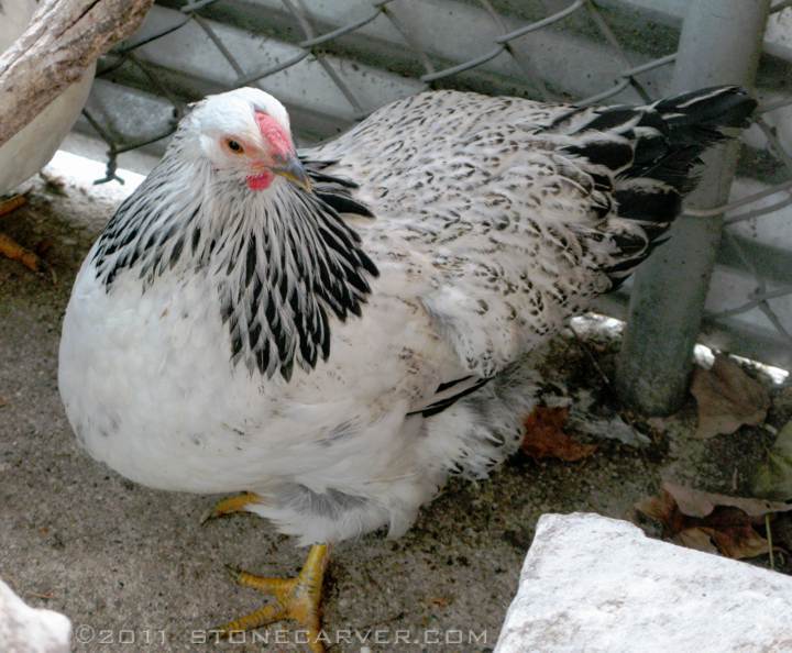 86534_new-chicken-laced-hen.jpg