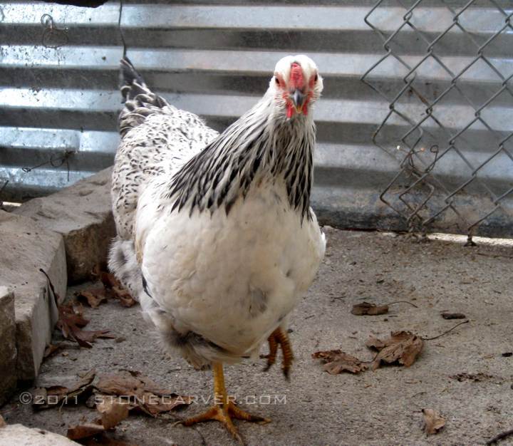 86534_new-chicken-silver-laced-w.jpg