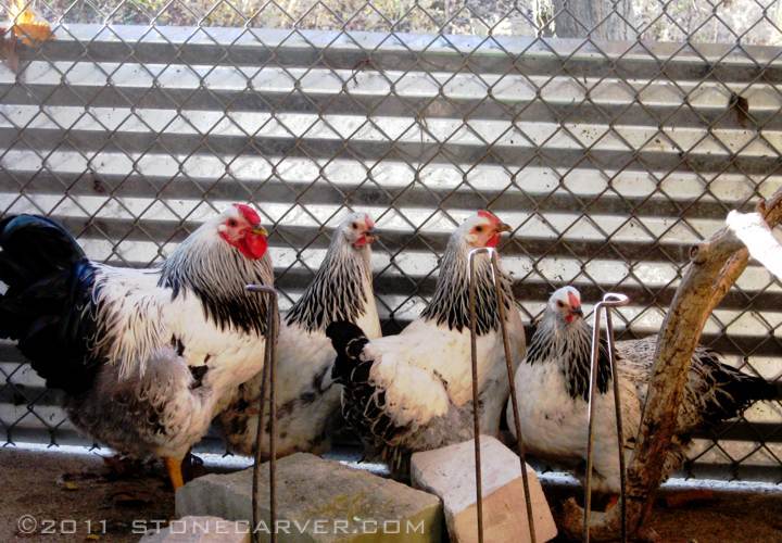 86534_new_chickens_family_portrait.jpg