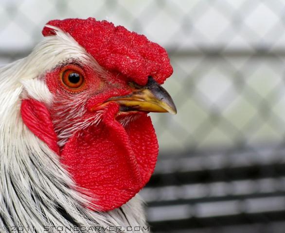 86534_rooster-proud.jpg