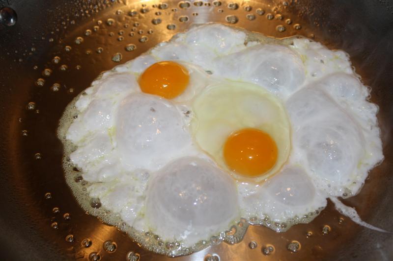 86540_chickens_001_medium.jpg
