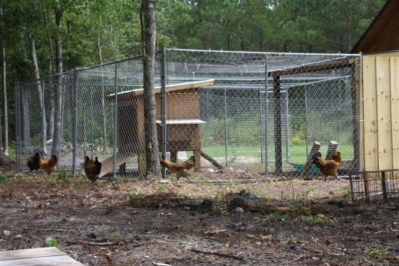 86540_chickens_018_medium.jpg