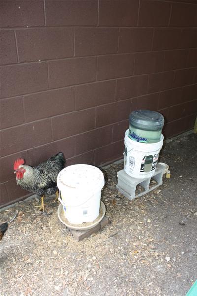 86540_chickens_020_medium.jpg