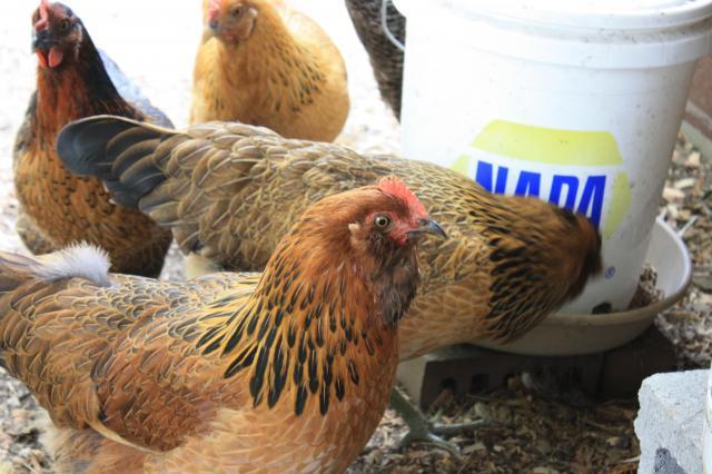 86540_chickens_028.jpg