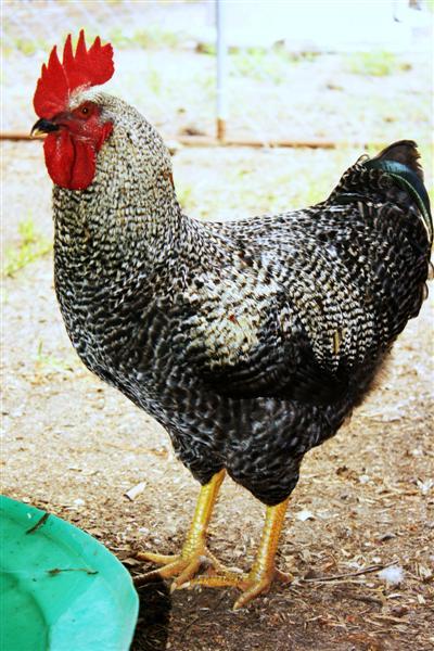 86540_chickens_066_medium.jpg