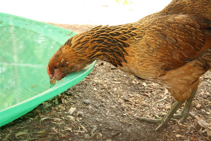 86540_chickens_083_medium.jpg
