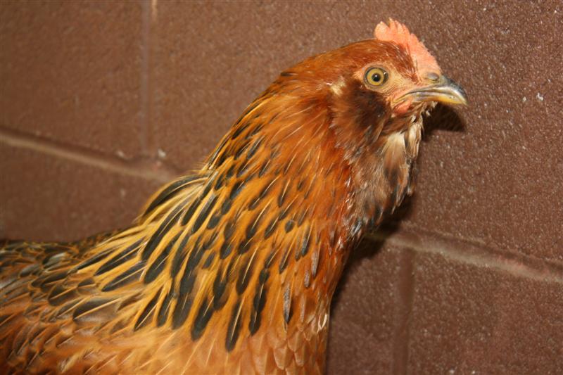 86540_chickens_084_medium.jpg