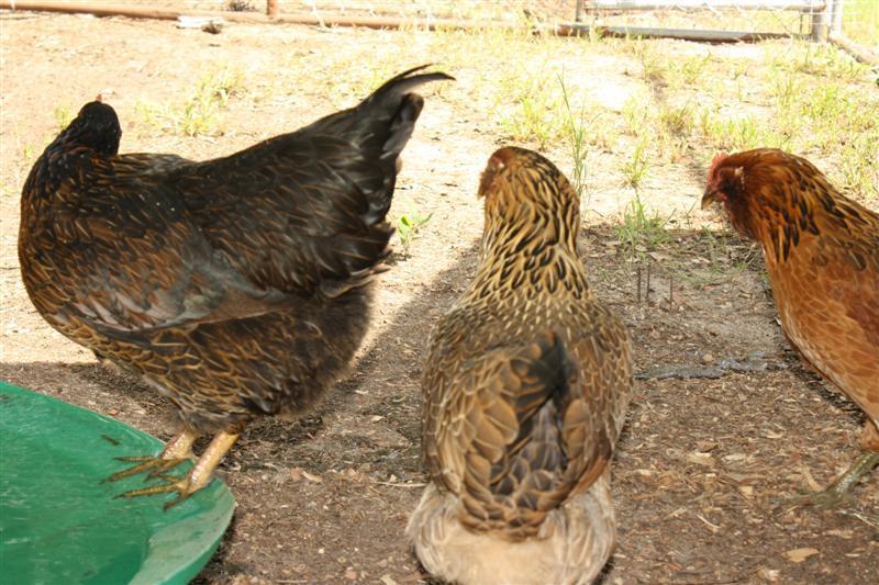 86540_chickens_090_medium.jpg